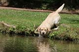 LABRADOR 421